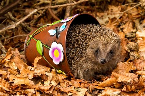 Egel in Lente, Die Uit Winterslaap De Te Voorschijn Komen Stock Afbeelding - Image of brits ...