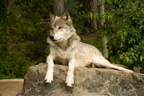 Watchful Great Plains Wolf Stock Photo - Image: 11365980