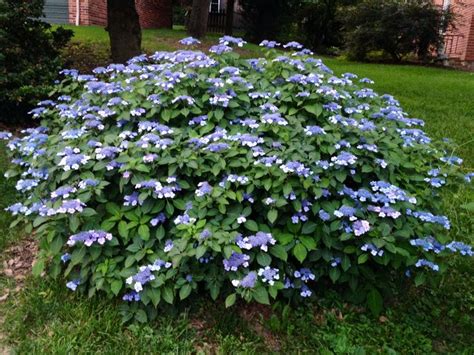 Hydrangea 'Blue Billow' blooming in our garden on June 30, 2014 | Садоводство