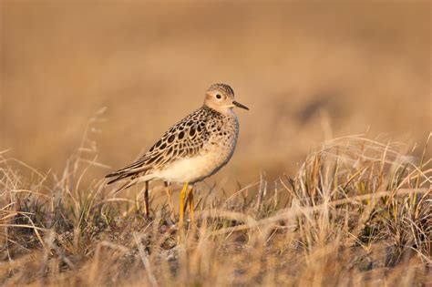 More Than 300 Scientists Oppose Arctic Refuge Drilling Plan | Audubon Alaska