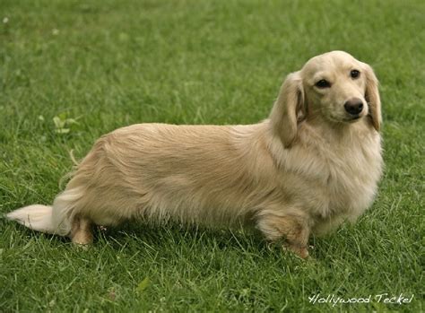 Chien - Elevage d'Hollywood Teckel - eleveur de chiens Teckel poil long