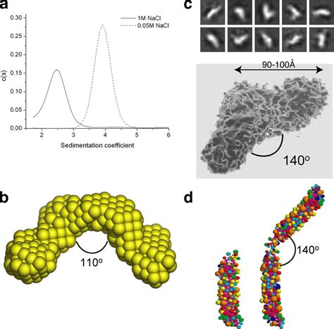 Neuronal SNARE complexes form a wing-shaped, end-to-end dimer. Purified... | Download Scientific ...