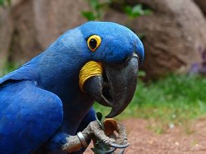 Endangered Birds: Lesson for Kids | Study.com