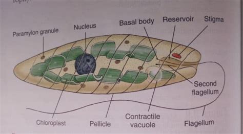 Euglena in microbiology movement, characteristics, and structure