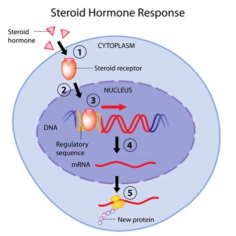 Estrogen Classical Pathway Receptor