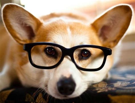 28 Photos of Dogs Wearing Glasses | Cute dogs, Smart dog, Corgi