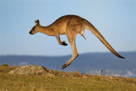 Kangaroo Images – Browse 117,130 Stock Photos, Vectors, and Video ...