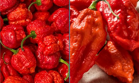 Carolina Reaper vs Ghost Pepper: What's the Difference? | Let's Foodie