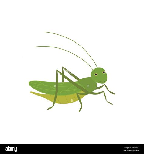 Cartoon funny cricket. Vector illustration isolated on white background ...