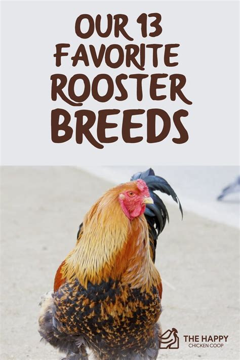 Our 13 Favorite Rooster Breeds (Including Pictures) (2021)