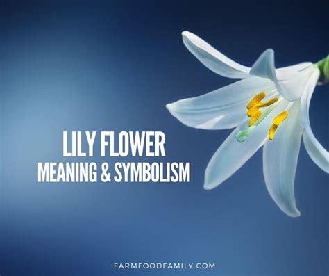 White Lily Flower Biblical Meaning | Best Flower Site