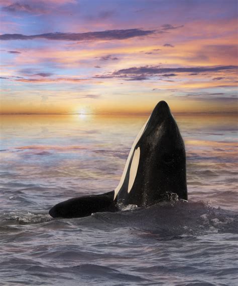 Joyful Orca During Sunset | Photography Print