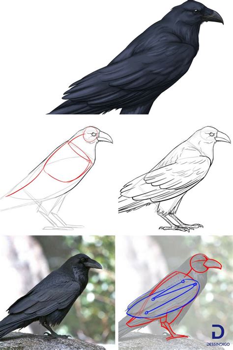 Comment dessiner un corbeau | Raven art, Bird drawings, Crows drawing