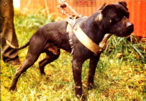 18 Gr Ch Zebo By R.I.P. Zebo ideas | dog games, pitbulls, american pitbull terrier