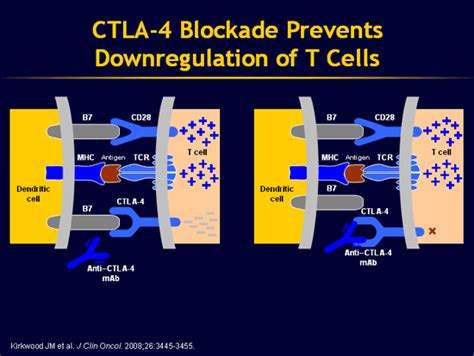 Anti-CTLA-4 Monoclonal Antibodies for the Treatment of Malignant Melanoma