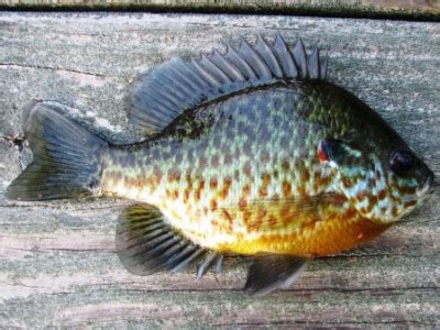 Pumpkinseed Sunfish – Freshwater Fishing News