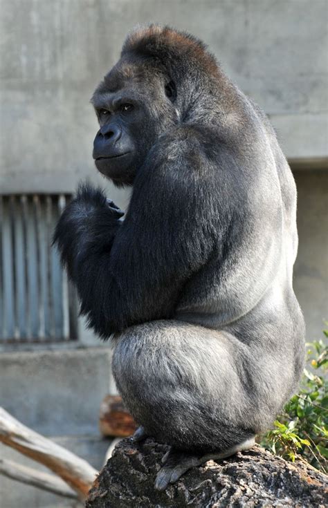 Shabani the gorilla who has attracted a large following of admirers who visit him because he is ...