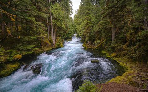 McKenzie River | Cascadia Wildlands