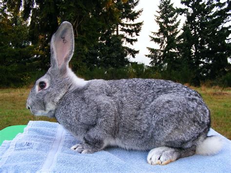 Standard Chinchilla | Chinchilla, Razas de conejos, Conejos