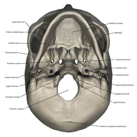 Inferior view of human skull anatomy with annotations Poster Print by ...