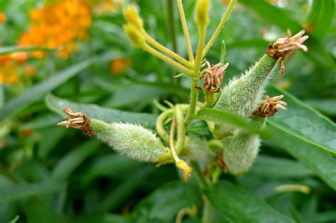 Butterfly Milkweed Seed Pods. Help the Monarch Butterfly and plant milkweed in your garden ...