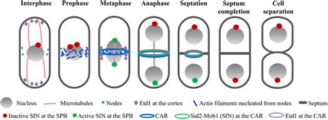 Schematic representation of the fission yeast cell division. See text... | Download Scientific ...