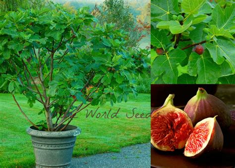 Seeds Semi-Dwarf Fig tree 'Jerusalem' Ficus carica | Etsy