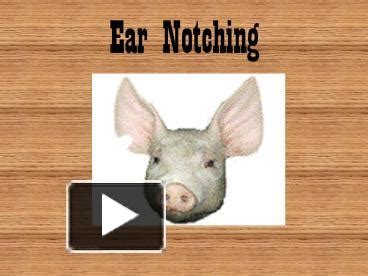 PPT – Ear Notching PowerPoint presentation | free to download - id ...