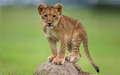 Cute Young African Lion On A Rock Desktop Wallpaper : Wallpapers13.com