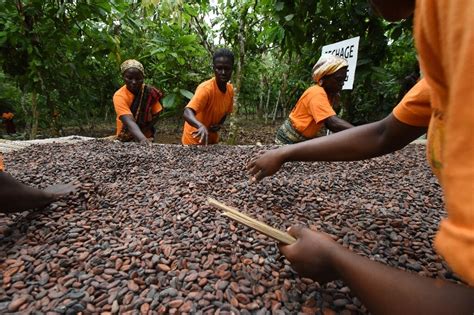 Ghana and Ivory Coast lift threat to suspend cocoa supplies