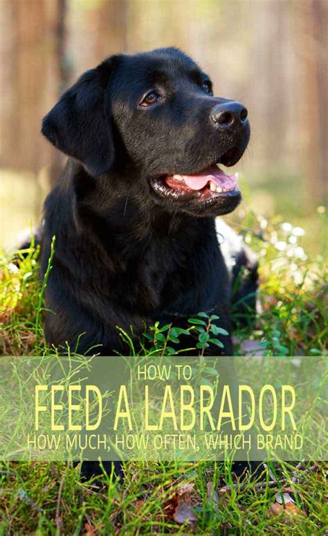 Labrador Feeding Demystified: A Comprehensive Expert Guide