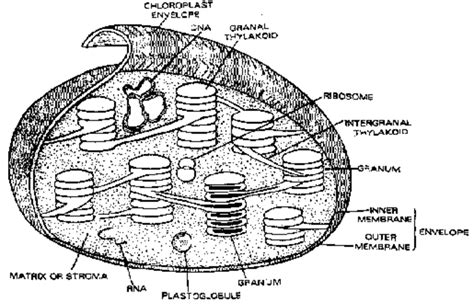 What Is Chloroplast