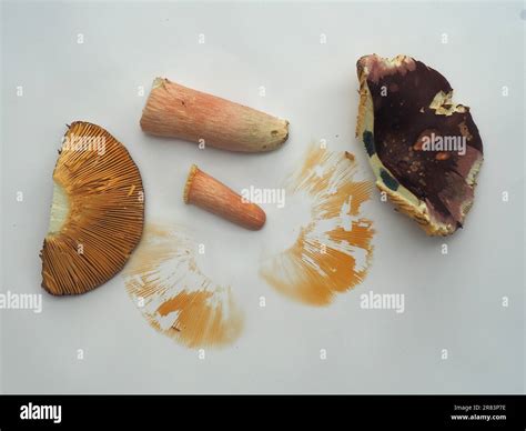 Mushroom identification with spore sample and reagent (guaiac), red ...