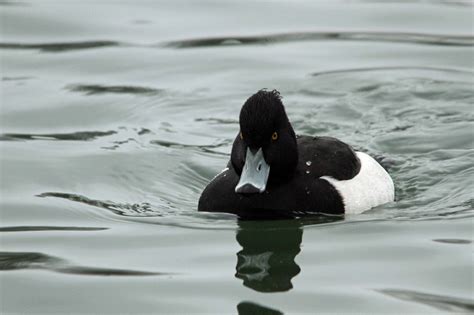 Low Weald Wildlife: Aythya fuligula - Tufted Duck