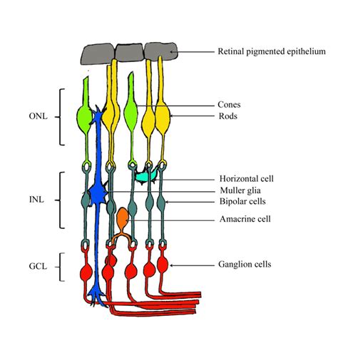 Layers Of The Retina