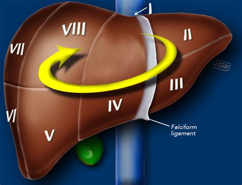 Liver Anatomy Segments - Anatomical Charts & Posters