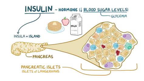 Insulin: Video, Anatomy, Definition & Function | Osmosis