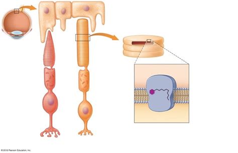 RAT 20 Image 7 Diagram | Quizlet