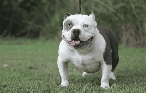 Micro Bully Vs. Pocket Bully Dogs - Depend On Dogs