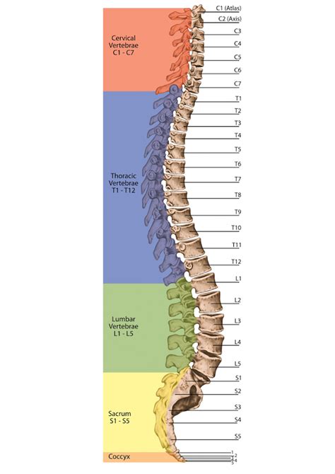 Spine Anatomical Landmarks