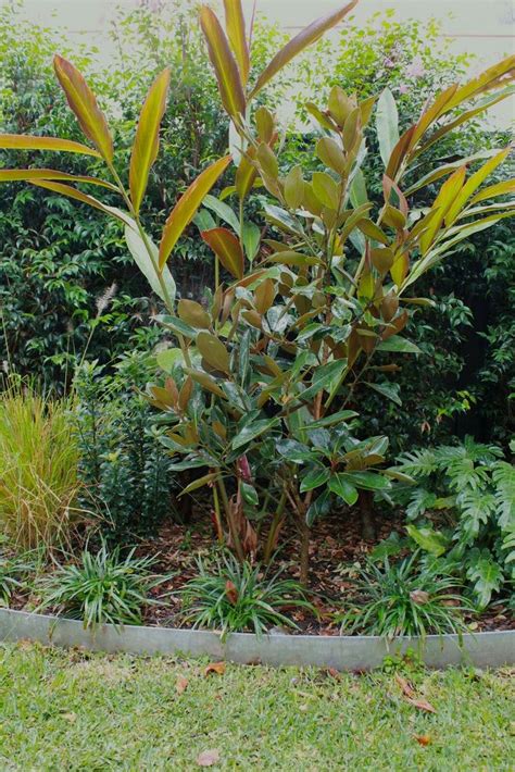 Alpinia caerulea red back | Plants, Australian native plants, Tropical plants