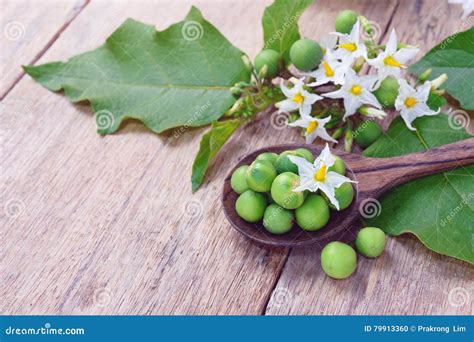 Solanum Torvum with Flower Bunch Stock Photo - Image of flower, bush: 79913360