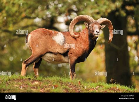 Mouflon (Ovis musimon, Ovis gmelini musimon, Ovis orientalis musimon), ram in summer, Germany ...