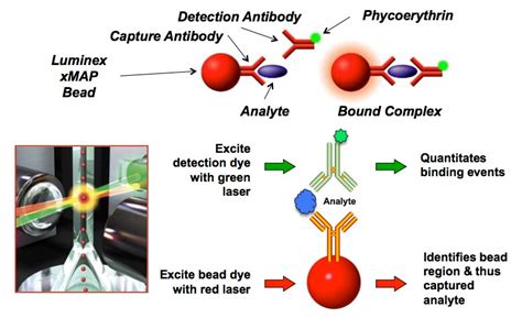 Luminex™ bead-based immunoassays drive immunoassays towards higher-content biomarker discovery ...