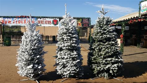 Christmas Trees — Tanaka Farms