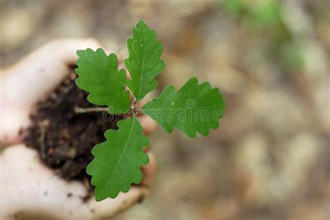 Oak seedling stock image. Image of perception, idea, agriculture - 2614291