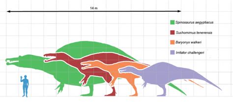 Suchomimus | Paleontology World