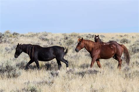 Free Images : meadow, prairie, adventure, wildlife, herd, pasture, grazing, stallion, mane ...