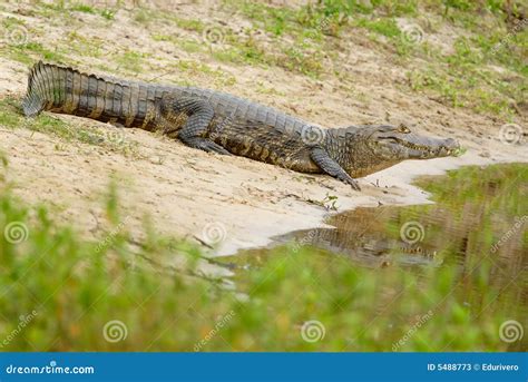 Yacare Caiman (Caiman Yacare) Stock Image - Image of alligator, daytime ...