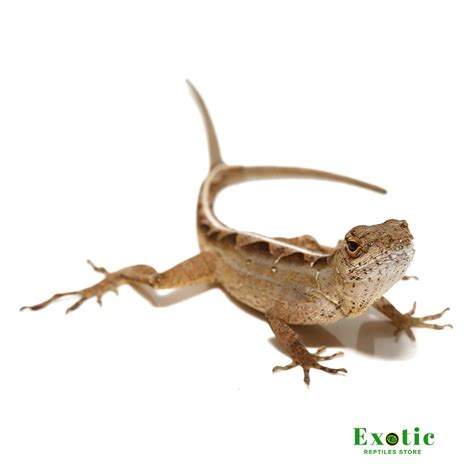 Y-Not Anole - Exotic Reptiles Store